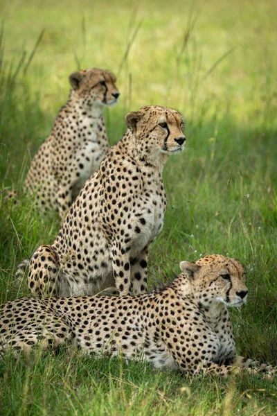 Three Cheetahs Sit Lie Row — Stock Photo, Image