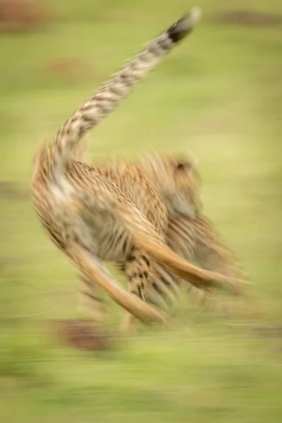 Pomalá Pánev Dvou Gepardů Hrajících — Stock fotografie