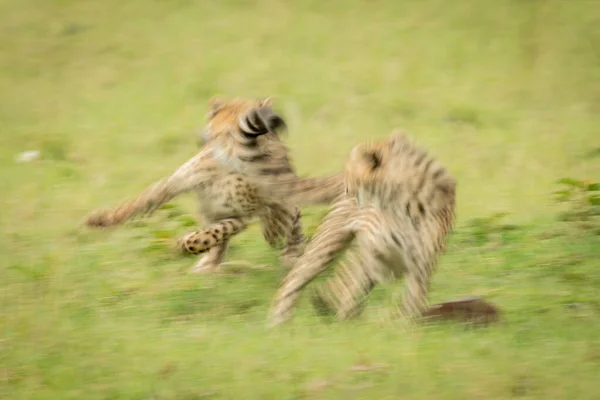 Slow Pan Two Cheetah Cubs Racing — Stock Photo, Image
