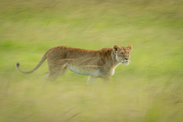 草のサバンナを横断するライオンの遅いパン — ストック写真