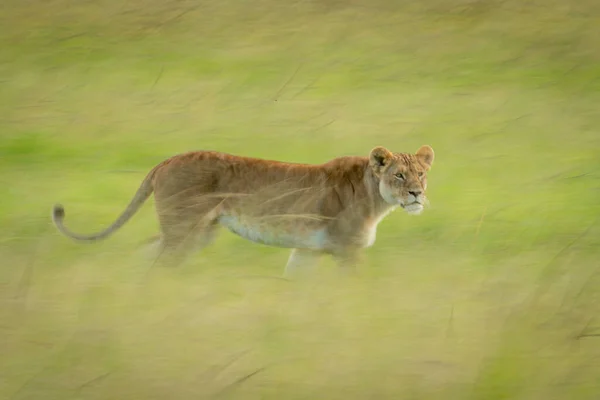 Panela Lenta Leoa Atravessando Savana Gramada — Fotografia de Stock