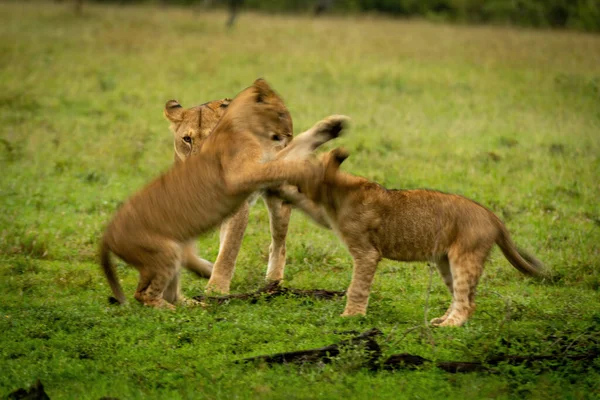 Slow Pan Lion Cubs Play Fighting — Stock Photo, Image