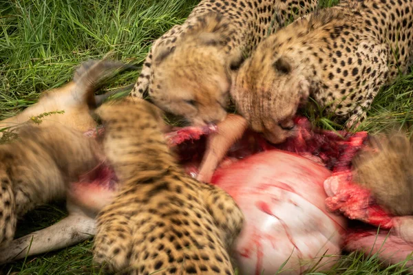 Sartén Lenta Cinco Guepardos Comiendo Canales —  Fotos de Stock