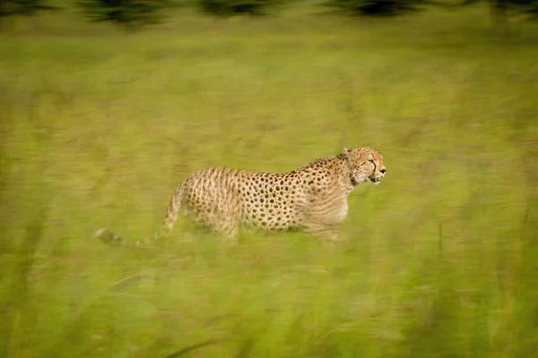 Panela Lenta Chita Andando Por Pastagens — Fotografia de Stock