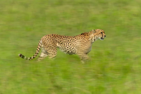 Langzame Pan Cheeta Die Door Gras Loopt — Stockfoto