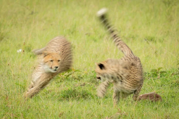 Langzame Pan Van Cheeta Welp Racen Met Een Andere — Stockfoto