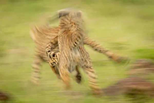 Lente Casserole Guépard Louveteaux Jouer Combat — Photo