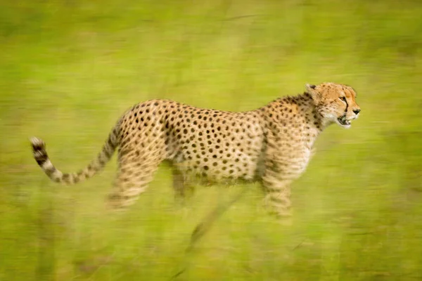 Slow Pan Cheetah Crossing Sunny Savannah — Stock Photo, Image