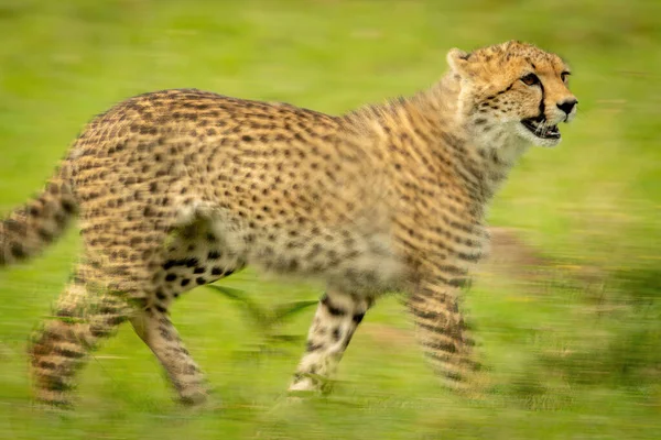 Slow Pan Cheetah Cub Crossing Savannah — Stock Photo, Image