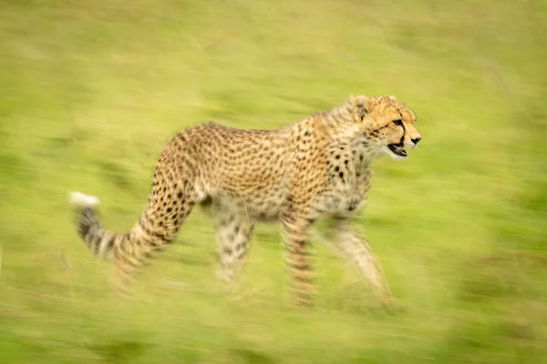 Slow Pan Cheetah Cub Crossing Grass — Stock Photo, Image