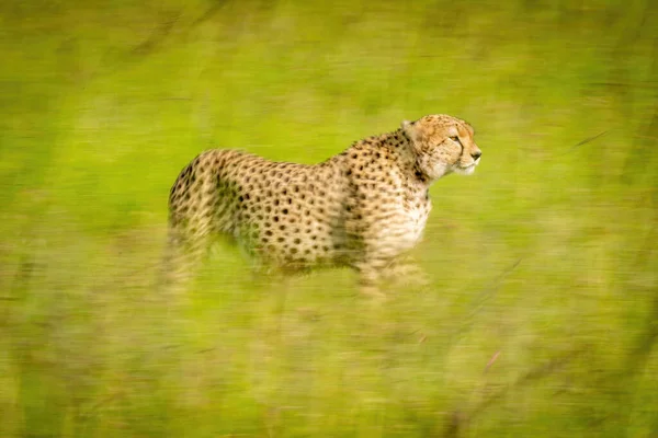 Pan Lento Guepardo Cruzando Pastizales Soleados — Foto de Stock