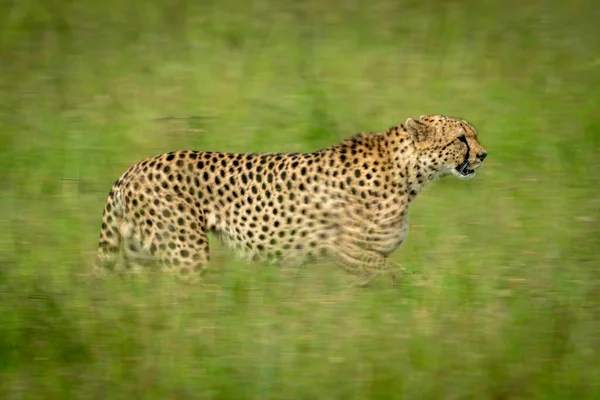 Slow Pan Cheetah Crossing Grass Plain — Stock Photo, Image