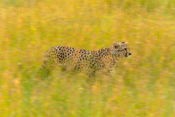 Plat Lent Guépard Traversant Herbe Ensoleillée — Photo