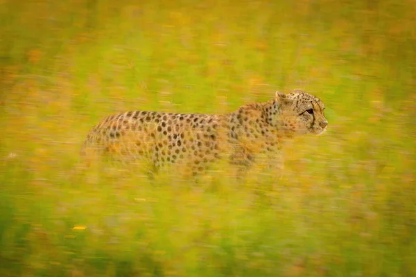 Slow Pan Cheetah Crossing Backlit Grass — Stock Photo, Image