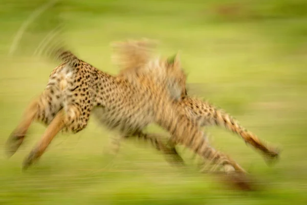 Bulanık Çita Yavrularının Yavaş Tavası — Stok fotoğraf
