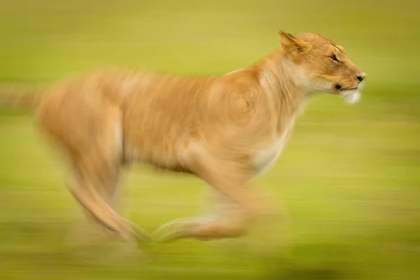 Padella Lenta Primo Piano Erba Incrocio Liioness — Foto Stock