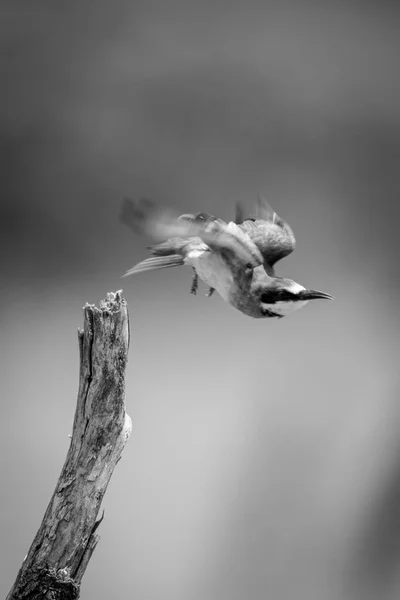 Mono European Bee Eater Vzlétl Pařezu — Stock fotografie