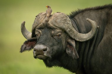 Sarı gagalı öküzkuşları Cape Buffalo boynuzlarında