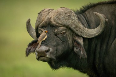 Yellow-billed oxpecker on face of Cape buffalo clipart