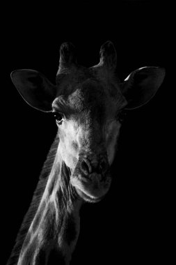 Siyah arkaplanı olan zürafanın mono yakın çekimi