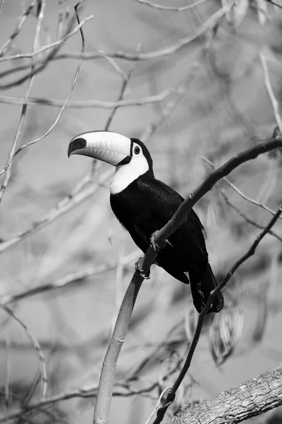 Mono Toco Toucan Оглядовому Фотоапараті — стокове фото