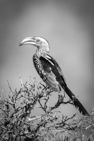 Mono Zuidelijke Geelsnavel Hoog Struik — Stockfoto