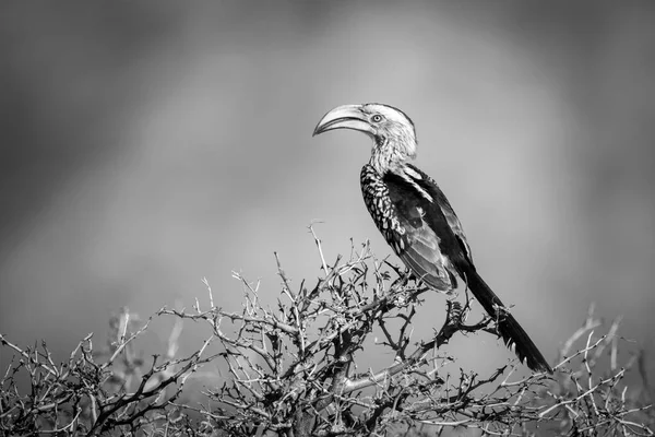 Mono Southern Yellow Billed Hornbill Profile — 스톡 사진