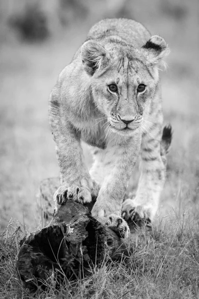 Mono Lion Cub Stands Log Staring — Stock Photo, Image