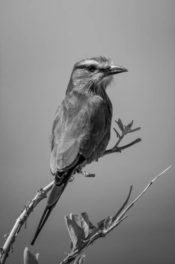 Dalında fener olan tek göğüslü eflatun paten.