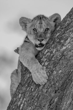 Mono aslan yavrusu gövdeye tutunuyor.