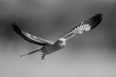 Bokeh 'le uçan tek göğüslü leylak göğüslü silindir.