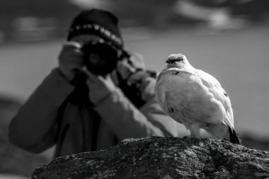 Ptarmigan 'ın arkasındaki bulanık fotoğrafçıyı yakından çek.