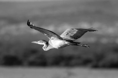 Siyah başlı balıkçıl gün ışığında savanayı geçiyor.