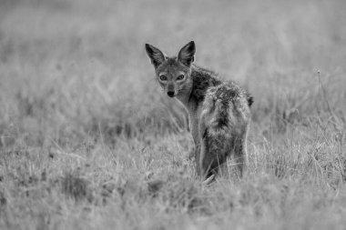 Çimlerde kamera izleyen siyah sırtlı çakal.