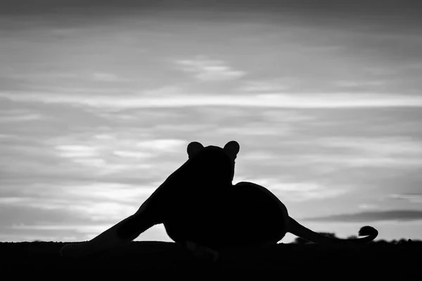 Mono Λέαινα Ξαπλωμένη Silhouetted Την Αυγή Τεντώνοντας — Φωτογραφία Αρχείου