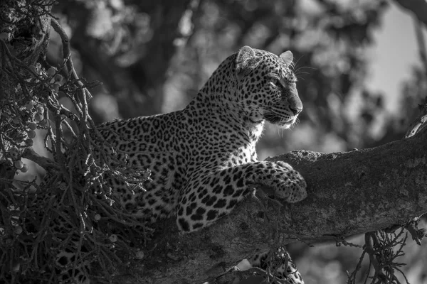 Mono Leopardo Rama Con Cabeza Hacia Arriba —  Fotos de Stock