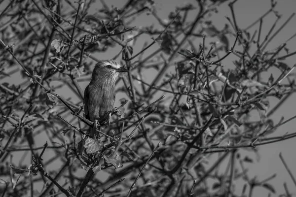 Mono Šeříková Kolečka Sedící Listnatém Keři — Stock fotografie