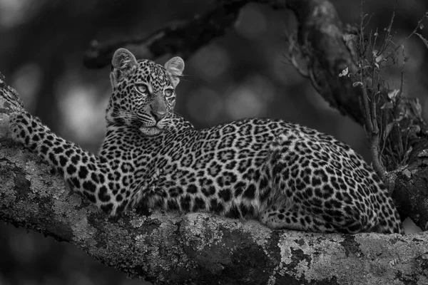 Mono Leopardo Árbol Busca Presas — Foto de Stock