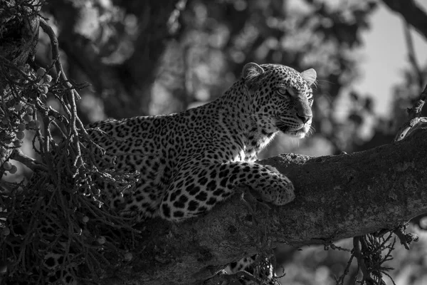 Моно Леопард Ветвях Ищет Добычу — стоковое фото