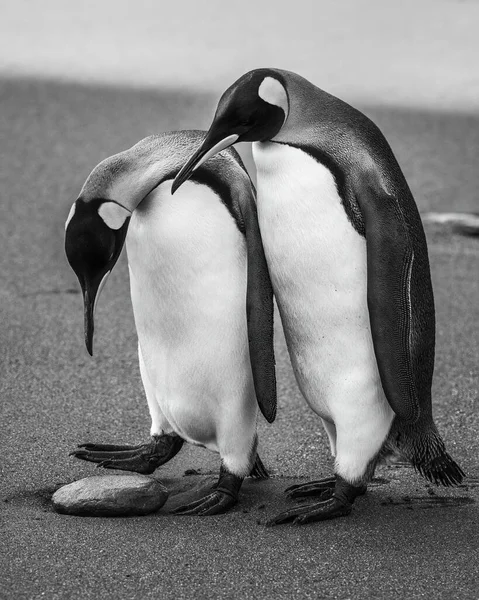 Mono Král Tučňák Kontroluje Skálu Další — Stock fotografie