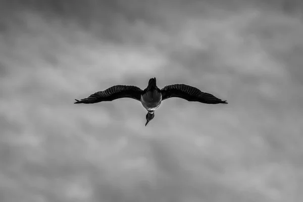 Mono Imperial Shag Baixo Deslizando Céu — Fotografia de Stock