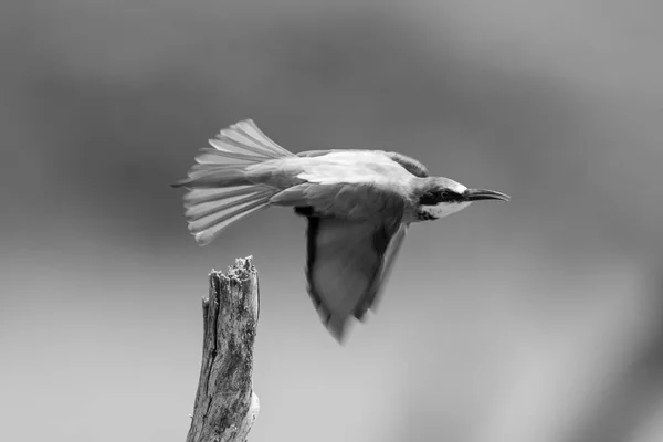 Mono Bienenfresser Fliegt Baumstumpf Vorbei — Stockfoto