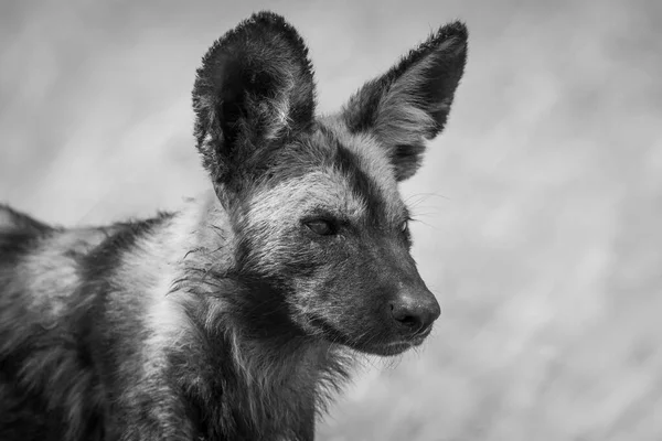 Mono Nahaufnahme Eines Wilden Hundes Nach Rechts — Stockfoto