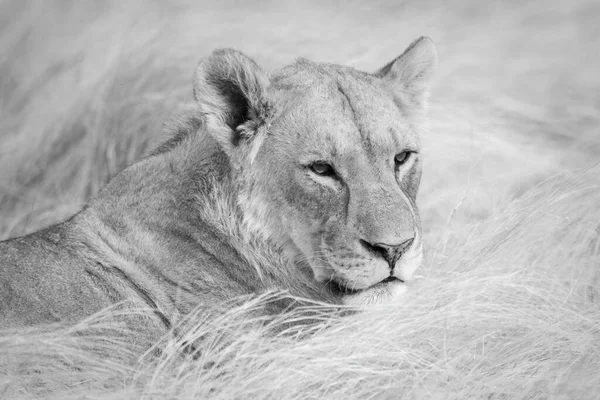Mono Zbliżenie Lwicy Leżącej Trawie — Zdjęcie stockowe