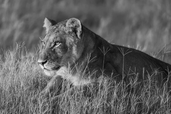 Mono Close Lion Golden Light — Stock Photo, Image