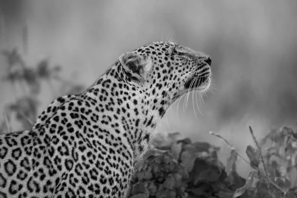 Mono Nahaufnahme Eines Leoparden Sitzen Der Nach Oben Schaut — Stockfoto