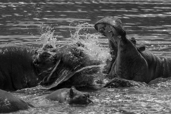 Mono Primer Plano Hipopótamos Luchando Río —  Fotos de Stock