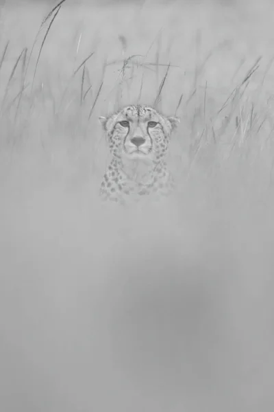 莫诺猎豹面对着摄像机坐在草地上 — 图库照片