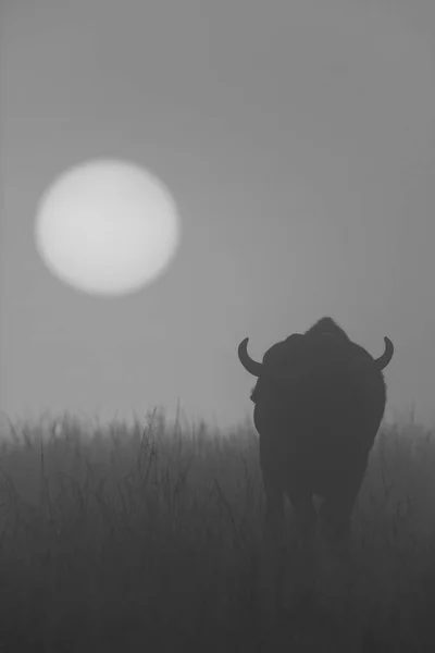 Mono Búfalo Caminando Hacia Sol Naciente Brumoso —  Fotos de Stock
