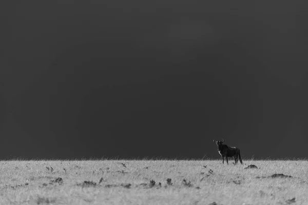 Mono Blue Wildebeest Horizon Stormclouds — Stock Photo, Image